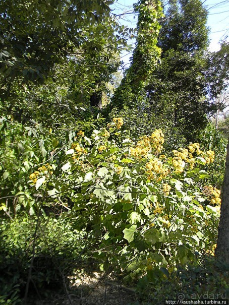 Альбом отзыва "Парк королевы Амалии Ольденбургской"