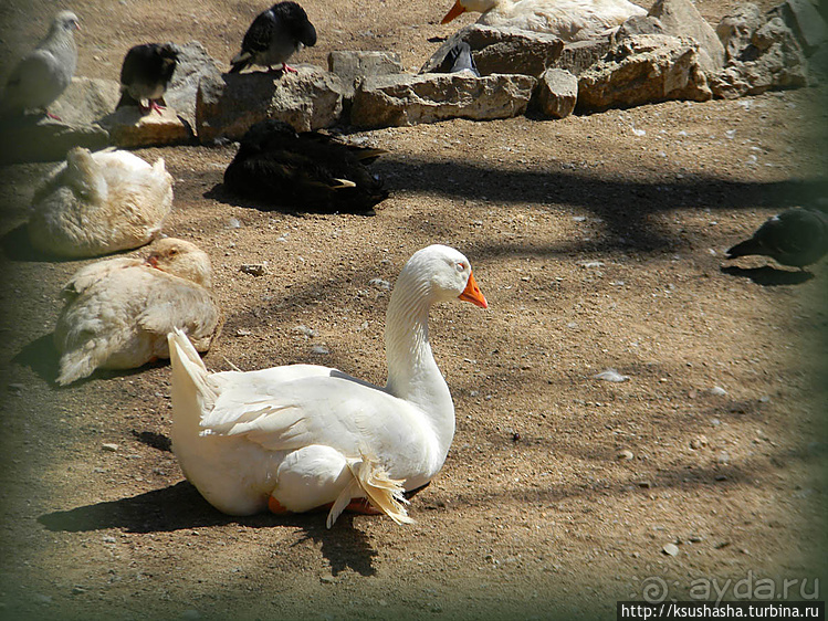Альбом отзыва "Парк королевы Амалии Ольденбургской"