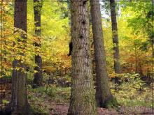 Цветная осень (Девичий альбом)