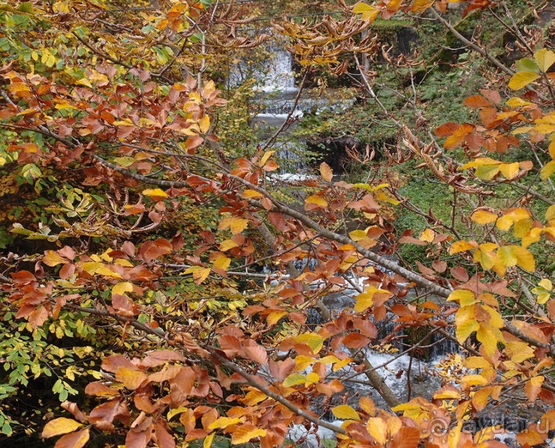 Цветная осень (Девичий альбом)