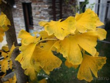 Цветная осень (Девичий альбом)