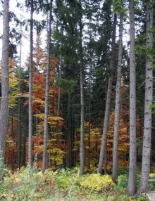 Цветная осень (Девичий альбом)