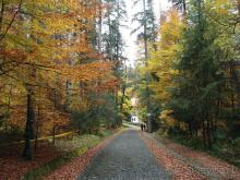 Цветная осень (Девичий альбом)