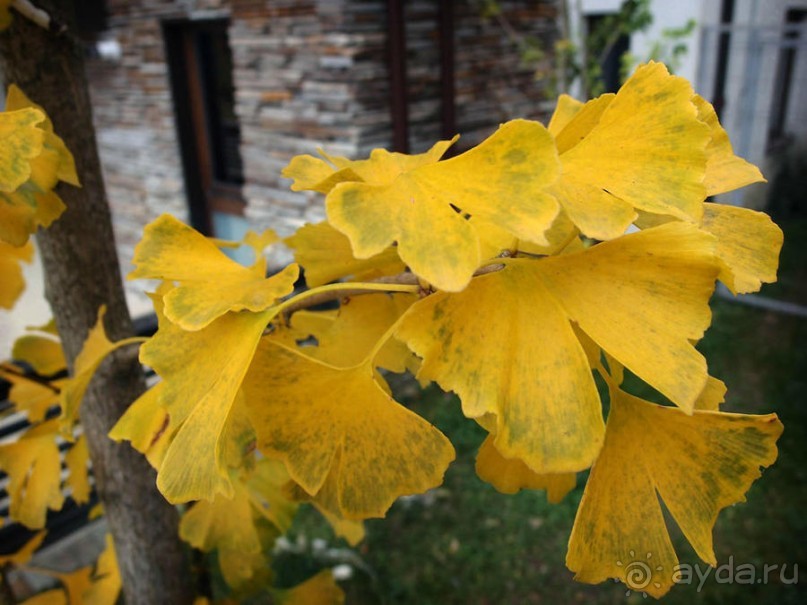 Цветная осень (Девичий альбом)