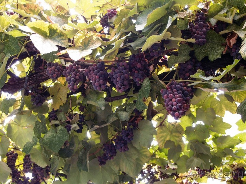 Его зовут Тифлис