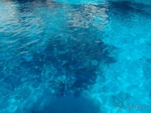 Альбом отзыва "Голубые гроты"