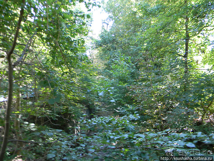 Альбом отзыва "Морской грот не в море, а в лесу"