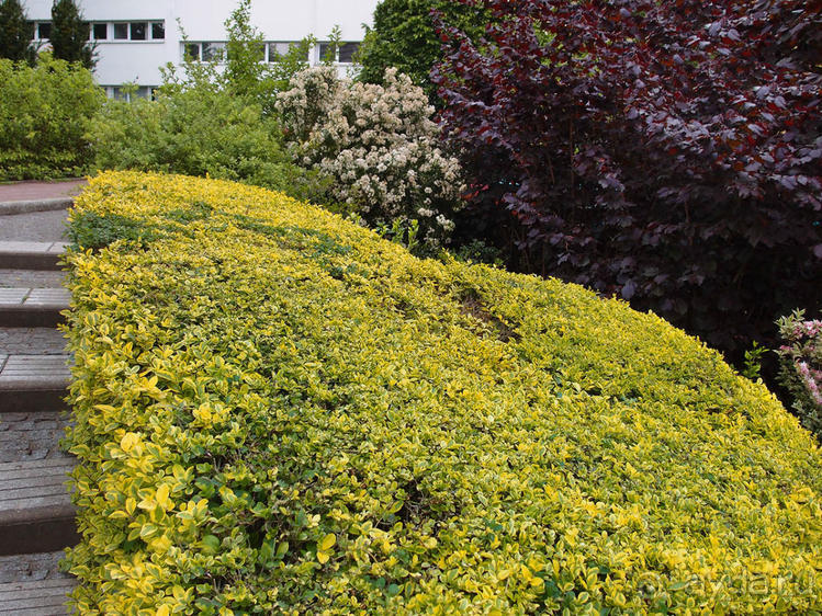 Классика, импрессионизм и абстракция без красок и холста
