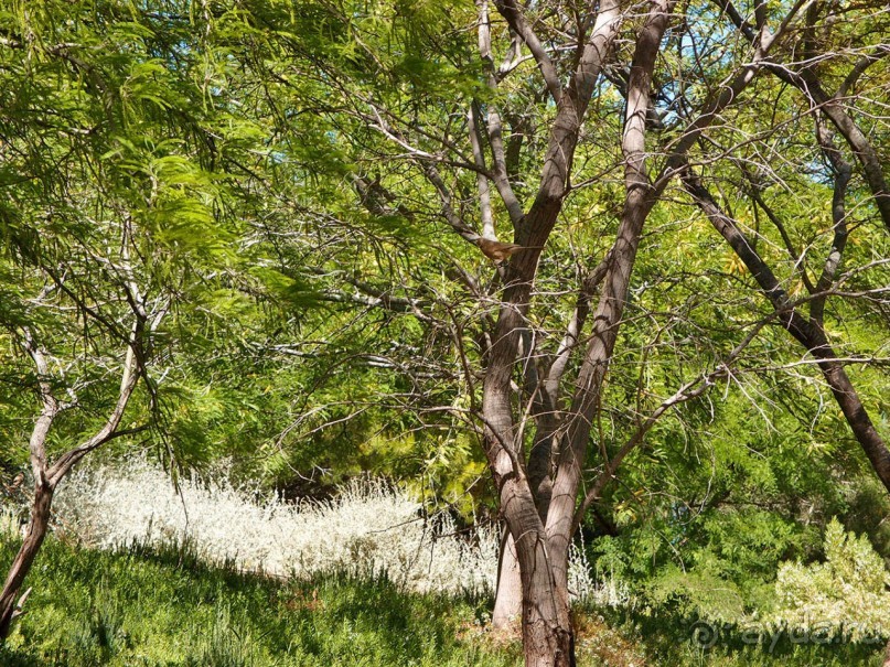 Ботаника, археология и зеленая черта