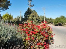 Альбом отзыва "Ботаника, археология и зеленая черта"