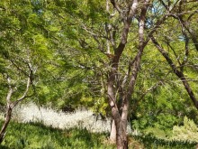 Альбом отзыва "Ботаника, археология и зеленая черта"