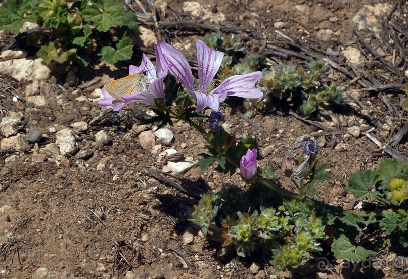 Альбом отзыва "Ботаника, археология и зеленая черта"