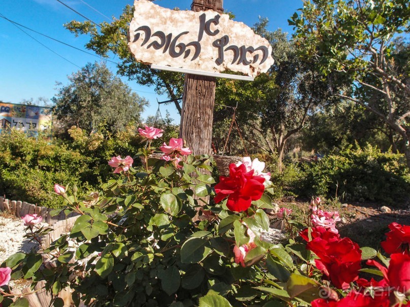 Альбом отзыва "Ботаника, археология и зеленая черта"