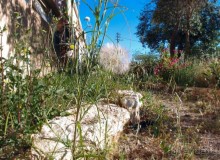 Альбом отзыва "Ботаника, археология и зеленая черта"