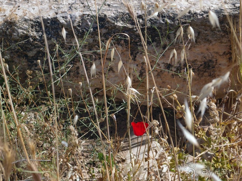 Альбом отзыва "Ботаника, археология и зеленая черта"