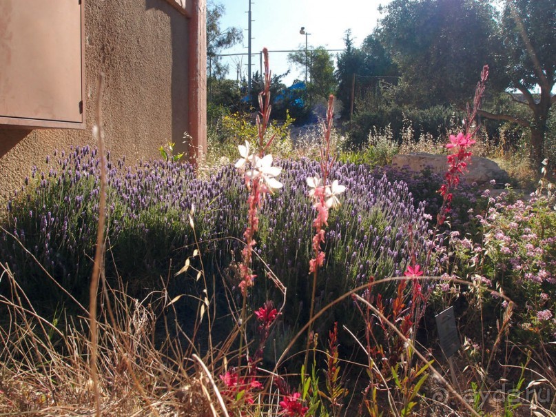 Альбом отзыва "Ботаника, археология и зеленая черта"