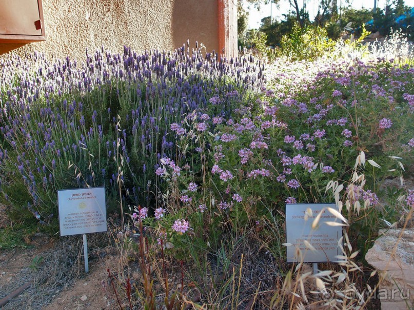 Ботаника, археология и зеленая черта