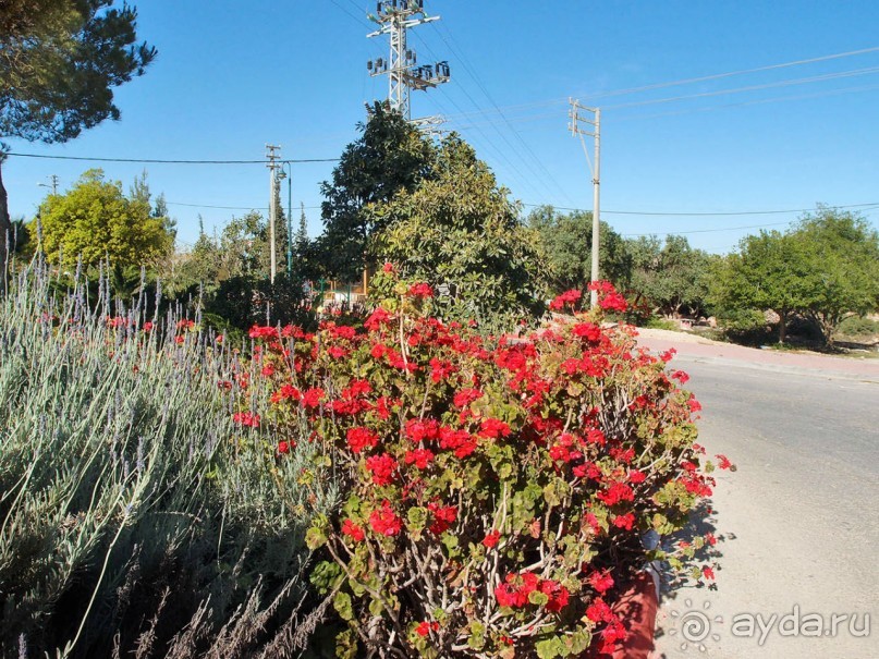 Ботаника, археология и зеленая черта