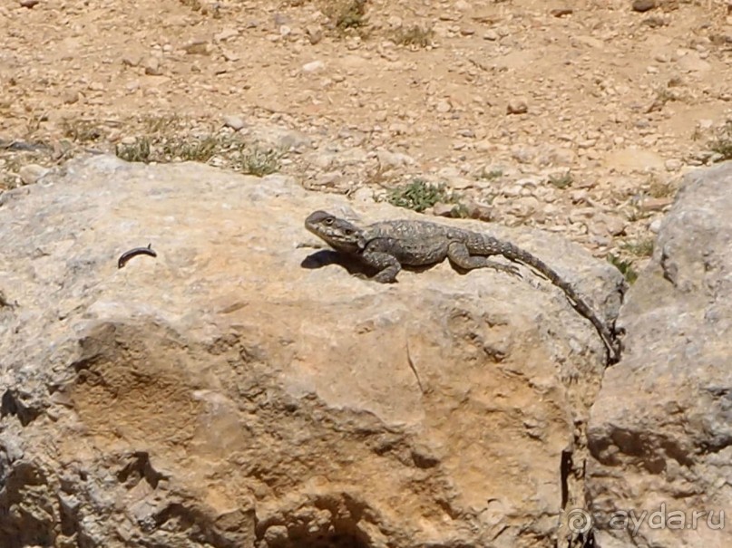 Ботаника, археология и зеленая черта