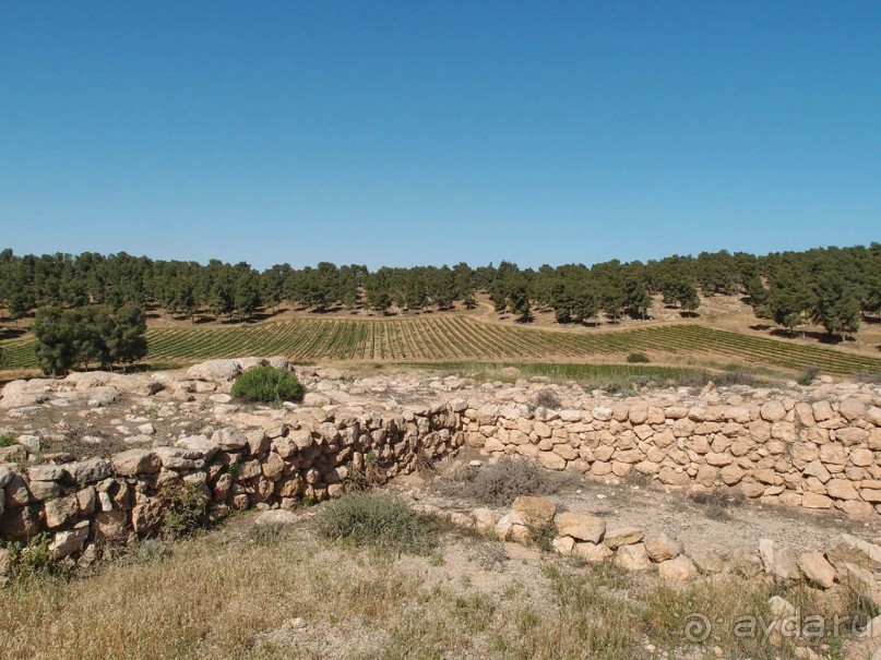 Ботаника, археология и зеленая черта