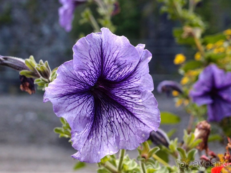 Divo дивное Динан