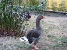 Трамвай №28