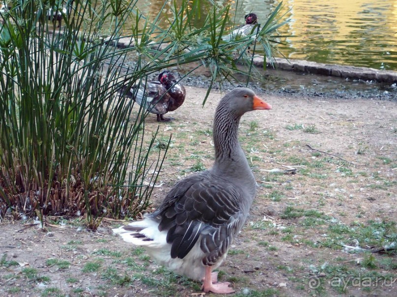 Трамвай №28