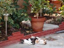 Солнечная Кассандра