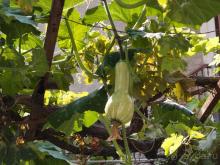 Солнечная Кассандра