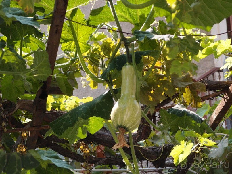 Солнечная Кассандра