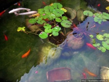 Весь Капернаум. Святые места в Верхней Галлилее