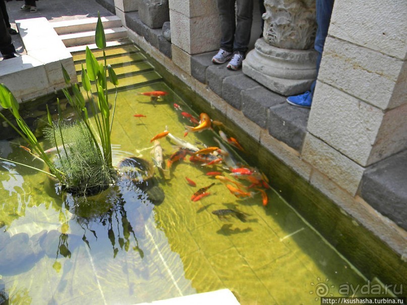 Весь Капернаум. Святые места в Верхней Галлилее