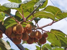 Пещерные церкви Калишты и Радожды