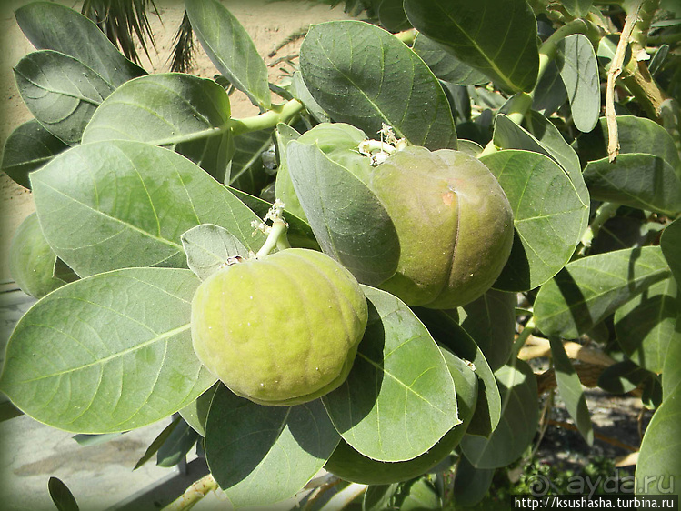 Оазис Эйн-Геди (ч2) Баобаб и Содомское яблоко