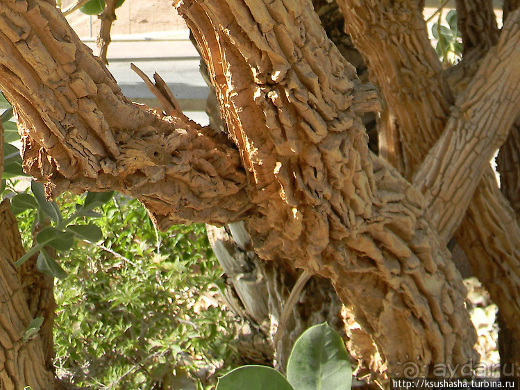 Оазис Эйн-Геди (ч2) Баобаб и Содомское яблоко