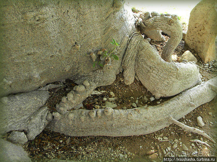 Оазис Эйн-Геди (ч2) Баобаб и Содомское яблоко