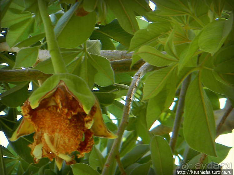 Оазис Эйн-Геди (ч2) Баобаб и Содомское яблоко