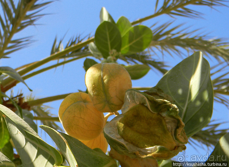 Оазис Эйн-Геди (ч2) Баобаб и Содомское яблоко