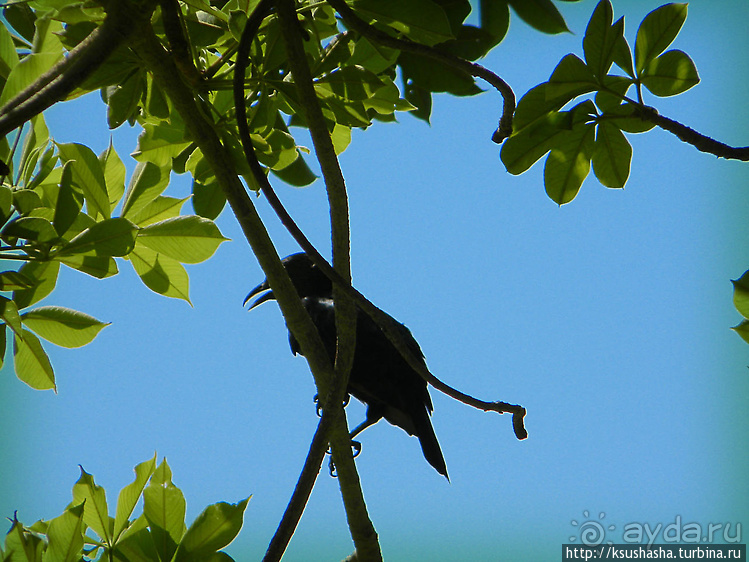 Оазис Эйн-Геди (ч2) Баобаб и Содомское яблоко