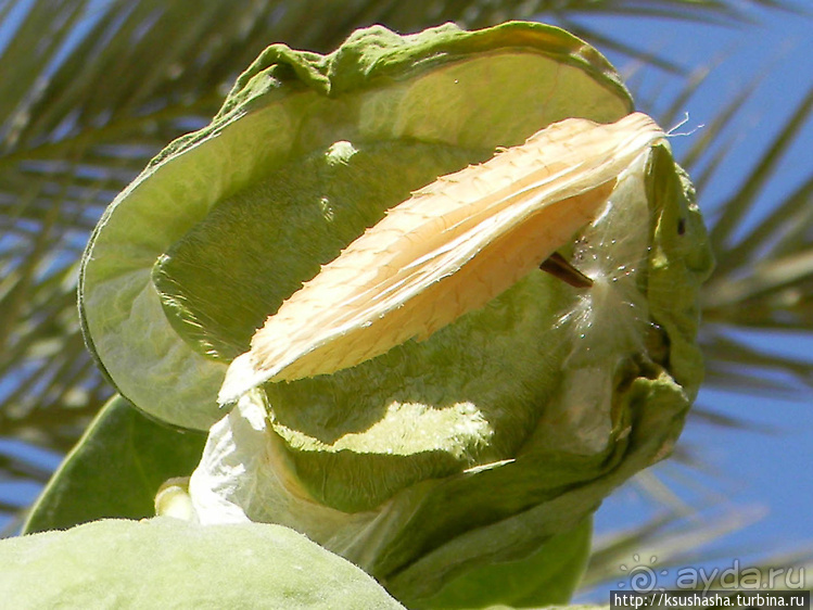 Оазис Эйн-Геди (ч2) Баобаб и Содомское яблоко