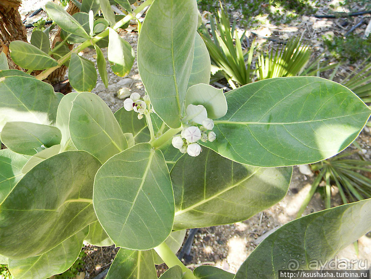 Оазис Эйн-Геди (ч2) Баобаб и Содомское яблоко