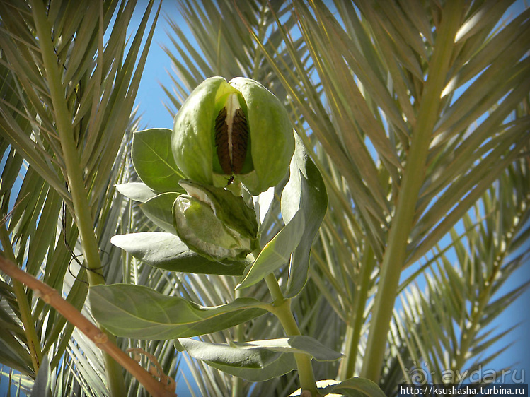 Оазис Эйн-Геди (ч2) Баобаб и Содомское яблоко