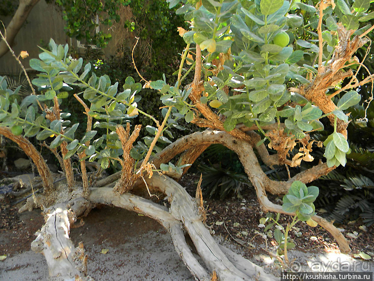 Оазис Эйн-Геди (ч2) Баобаб и Содомское яблоко