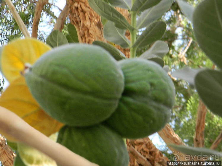 Оазис Эйн-Геди (ч2) Баобаб и Содомское яблоко