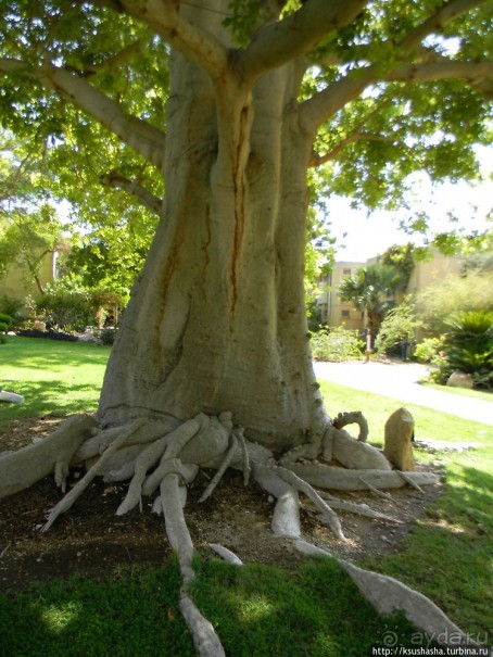 Оазис Эйн-Геди (ч2) Баобаб и Содомское яблоко