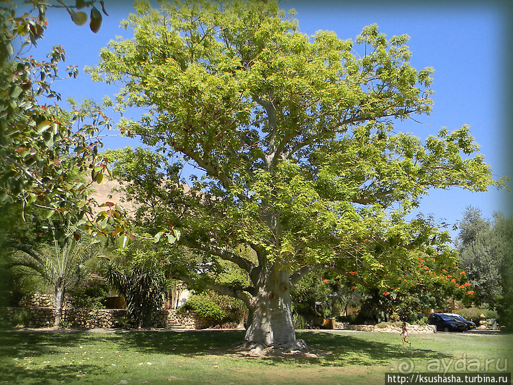 Оазис Эйн-Геди (ч2) Баобаб и Содомское яблоко