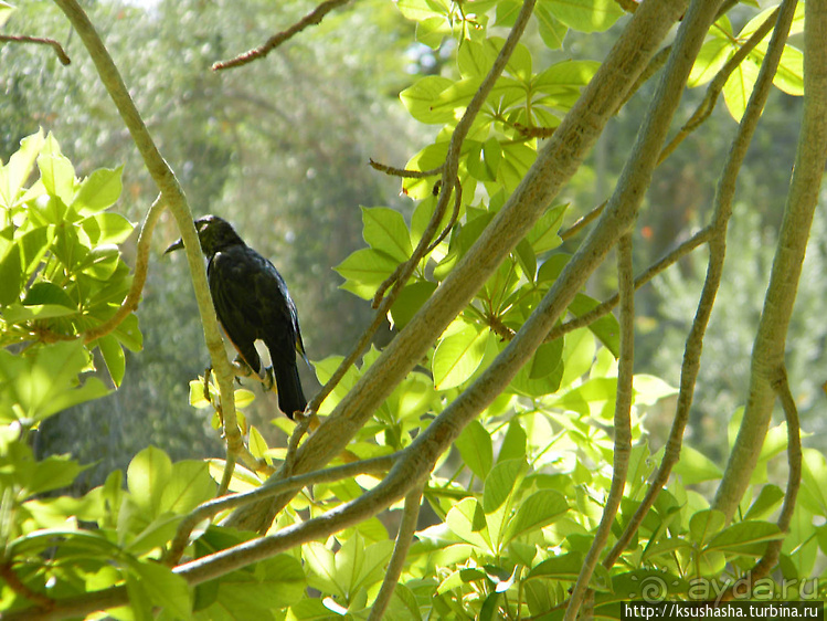 Оазис Эйн-Геди (ч2) Баобаб и Содомское яблоко