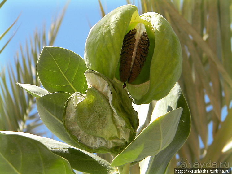 Оазис Эйн-Геди (ч2) Баобаб и Содомское яблоко