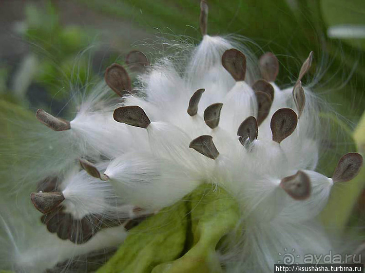Оазис Эйн-Геди (ч2) Баобаб и Содомское яблоко