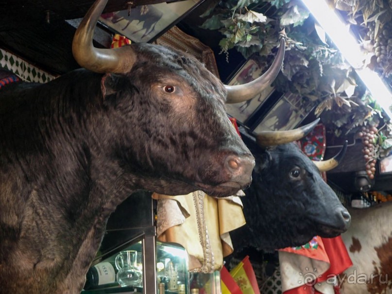 Родина корриды